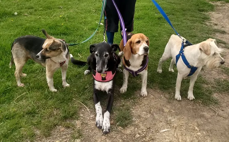 4 perros diferentes