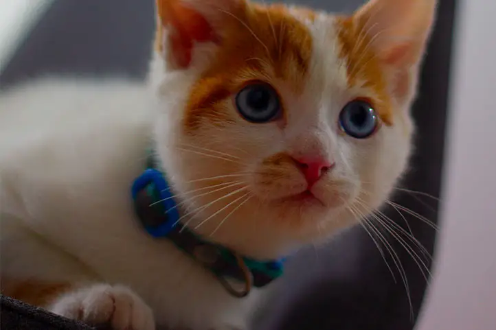 gato- ojos- azules