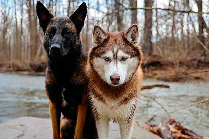 perro y lobo