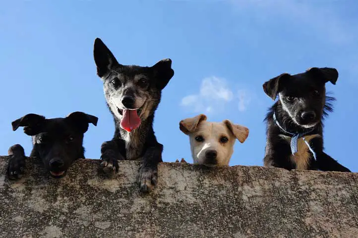 perros-pared