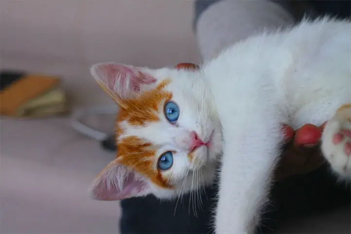 gato-ojos-azules
