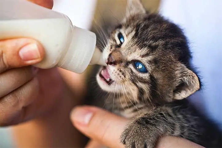 gato-bebé-leche