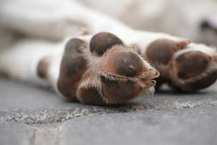 perro-patas-almohadillas