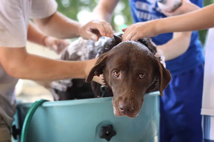 personas bañando perro