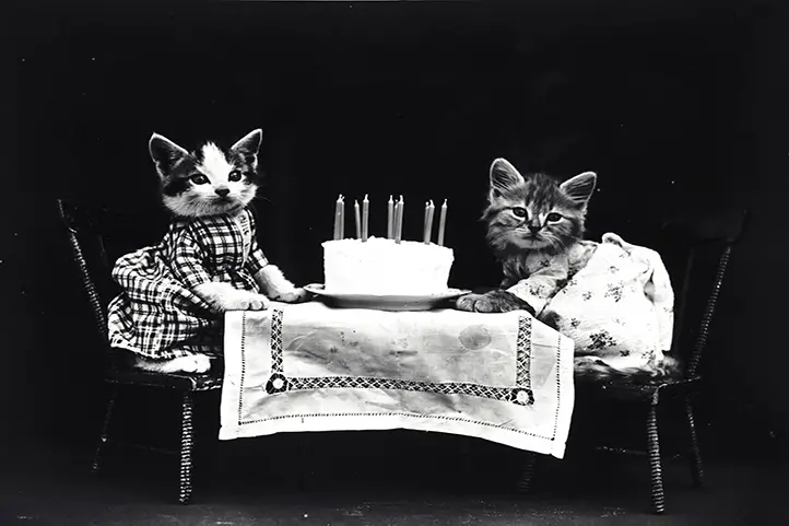 gatitos con un pastel