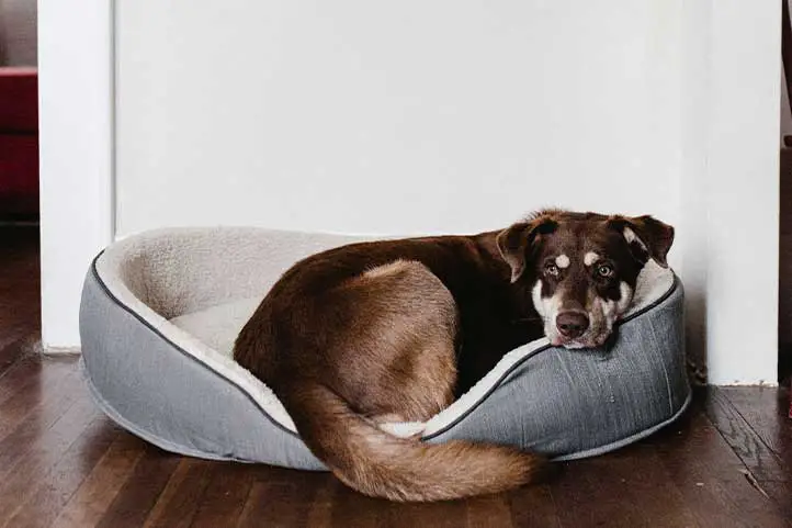 cama-colchon-perro