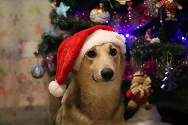 perro con gorro navideño con un árbol de navidad detrás
