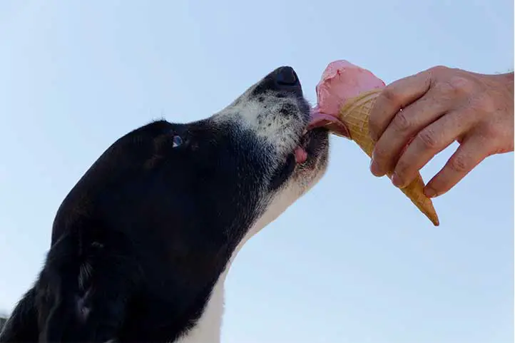 perro-comiendo-helado
