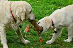 2 perros golden retriever jugando con un hueso de tela