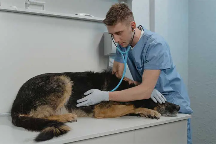 veterinario-consulta-perro