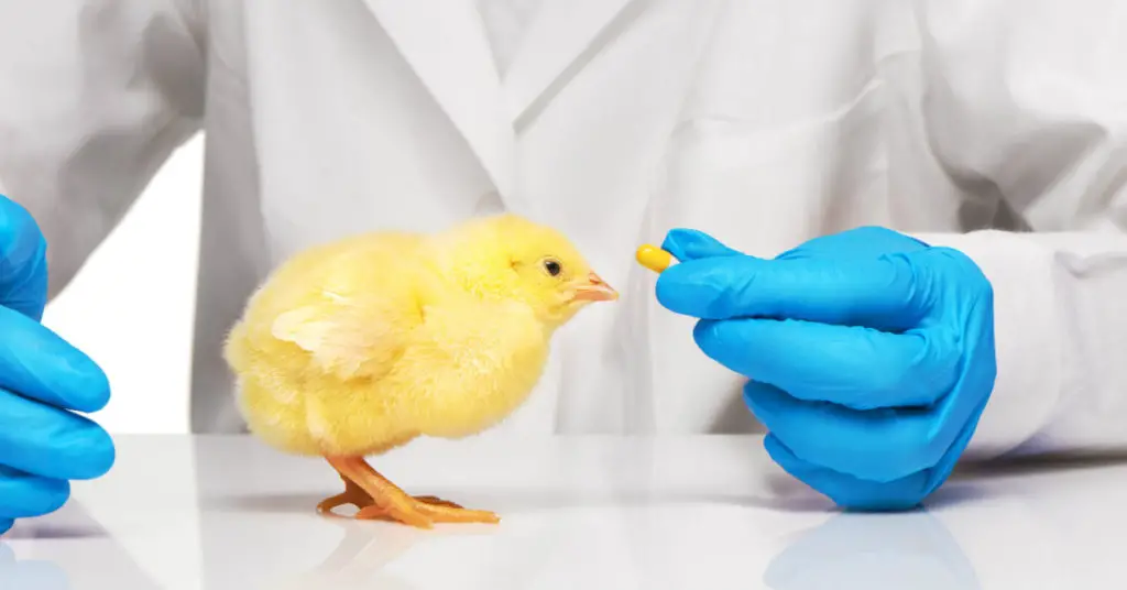 vacunas medicamentos aves