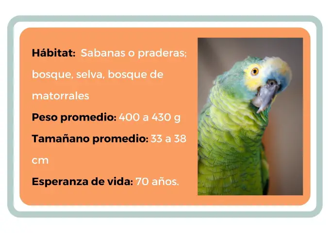 Tabla de datos loro amazona amazónica