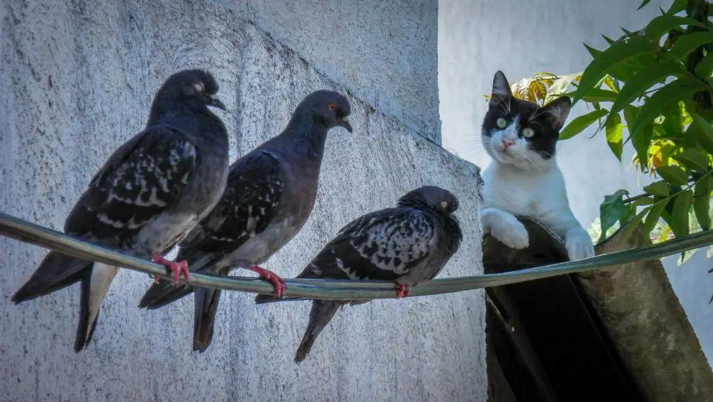 Gato acechando a unas palomas