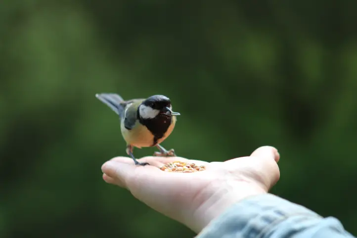 Pequeño pájaro comiendo semillas