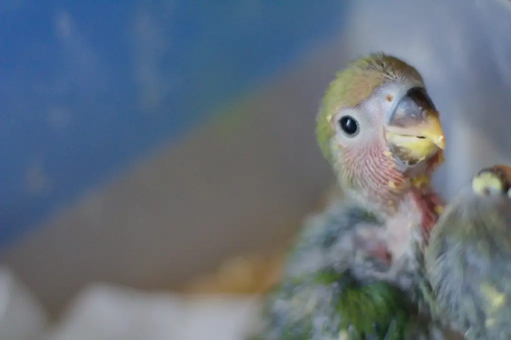 Pájaro bebé comiendo
