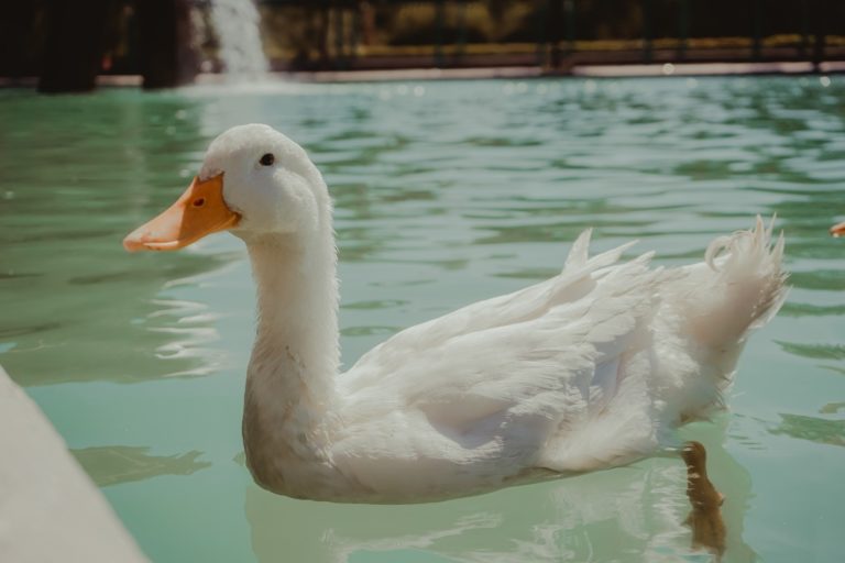 Foto de Estanque de patos en Alpeñés, Teruel